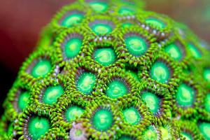 Assorted Zoas Thumbnail