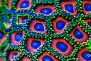 Assorted Zoas Thumbnail