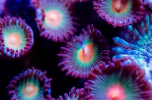 Assorted Zoas Thumbnail