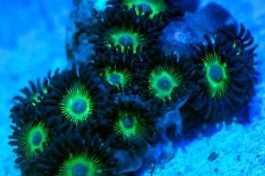 Assorted Zoas Thumbnail