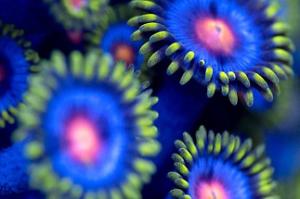 Assorted Zoas Thumbnail