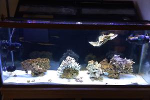 Reef 1 Thumbnail