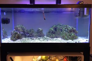 My Aquarium Thumbnail