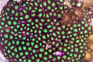 Sauerheber Reef on January 15, 2017