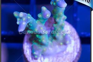 Acropora Coral Thumbnail