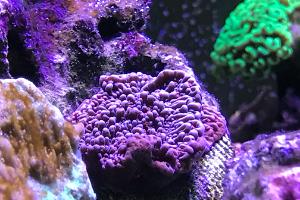 Montipora capricornis Thumbnail