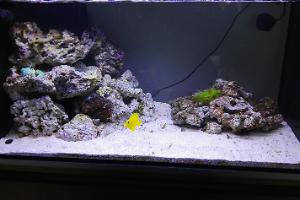 My Aquarium Thumbnail