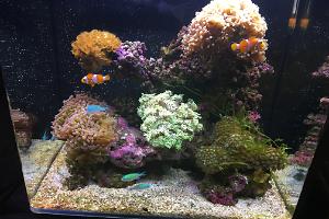 My Aquarium Thumbnail