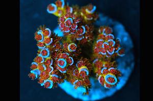 My Aquarium Thumbnail