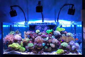 Saltwater Aquarium - Mixed Reef Tank on Jan 29, 2017