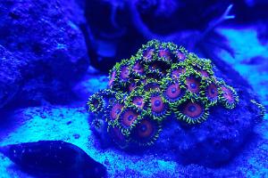 Assorted Zoas Thumbnail