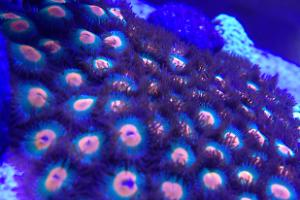 My Aquarium Thumbnail