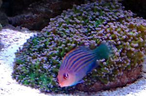 Six Line Wrasse Thumbnail