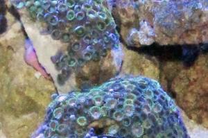 Zoanthid Colony Green Thumbnail