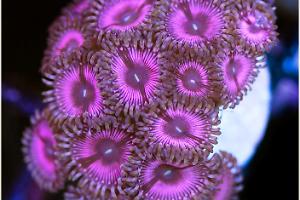 Sunburst Pinks Zoathids Thumbnail