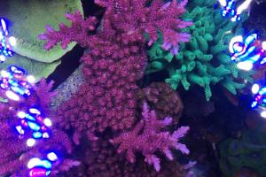 My Aquarium Thumbnail