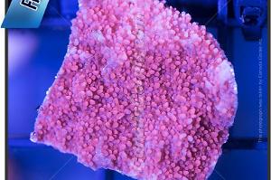 Bright Red Plating Montipora Thumbnail