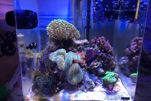 My Aquarium Thumbnail
