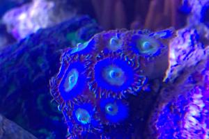 Blue Steel Buttons Thumbnail