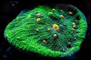 ReefRaft Space Invaders