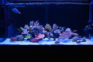 ReeferSon Thumbnail