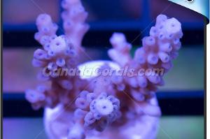 Blue Polyp Acropora Sp. Thumbnail