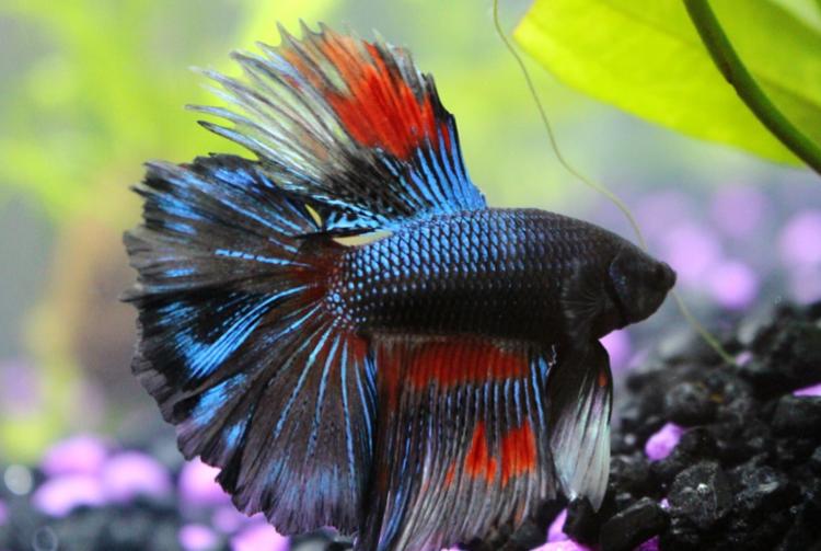 Betta tank 20 gallon on Mar 21, 2017
