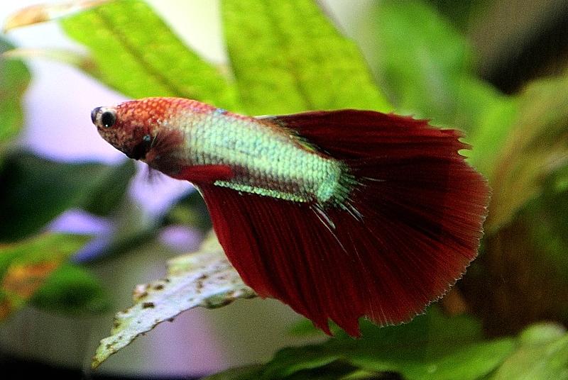 Fluval 360 on April 5, 2017