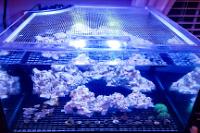 Teenyreef's Deep Blue 30g on March 15, 2017