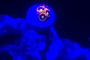 Trick or Treat Zoa Thumbnail