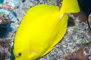 Yellow Tang Thumbnail