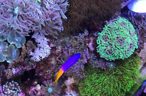 Saltwater Aquarium - Mixed Reef Tank on May 6, 2017
