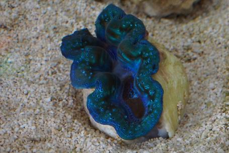Crocea Clam Thumbnail