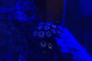 Zoanthid Pink Hawaiian Thumbnail