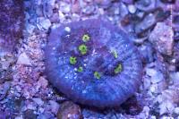 Chalice Coral