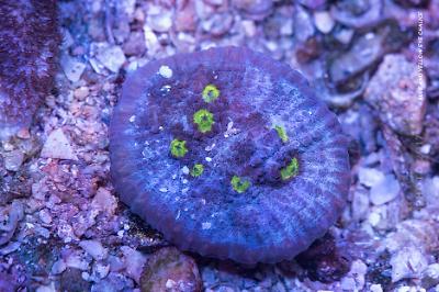 Chalice Coral