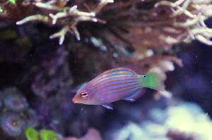 Six Line Wrasse Thumbnail