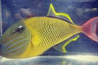 Crosshatch triggerfish Thumbnail