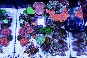 TeenyReef's IM Fusion 10 - Top Down on April 30, 2017