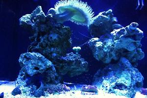 Nano Mixed-Reef Thumbnail
