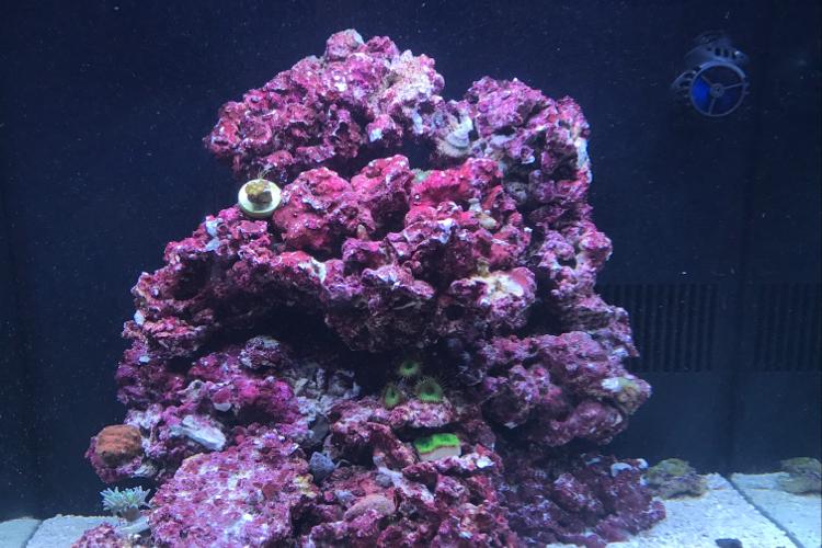 My Aquarium Thumbnail