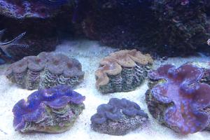 Clams 