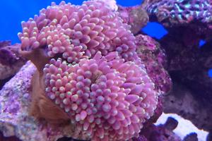 Tequila sunrise anemone. November 2016.