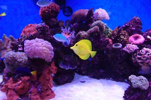 My Aquarium on September , 2016 
