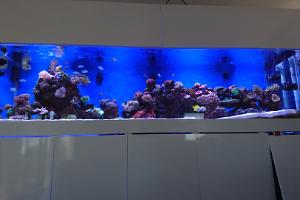 My Aquarium on July , 2016