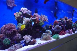 My Aquarium on June , 2016 