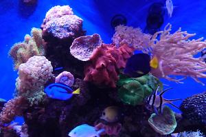 My Aquarium on May , 2016