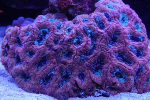 Massive Acan 