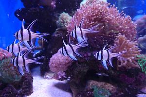 School of Bangii Cardinals 