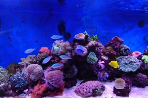 My Aquarium on March 2016